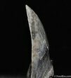 Curved and Serrated Inch Meg Tooth #582-1